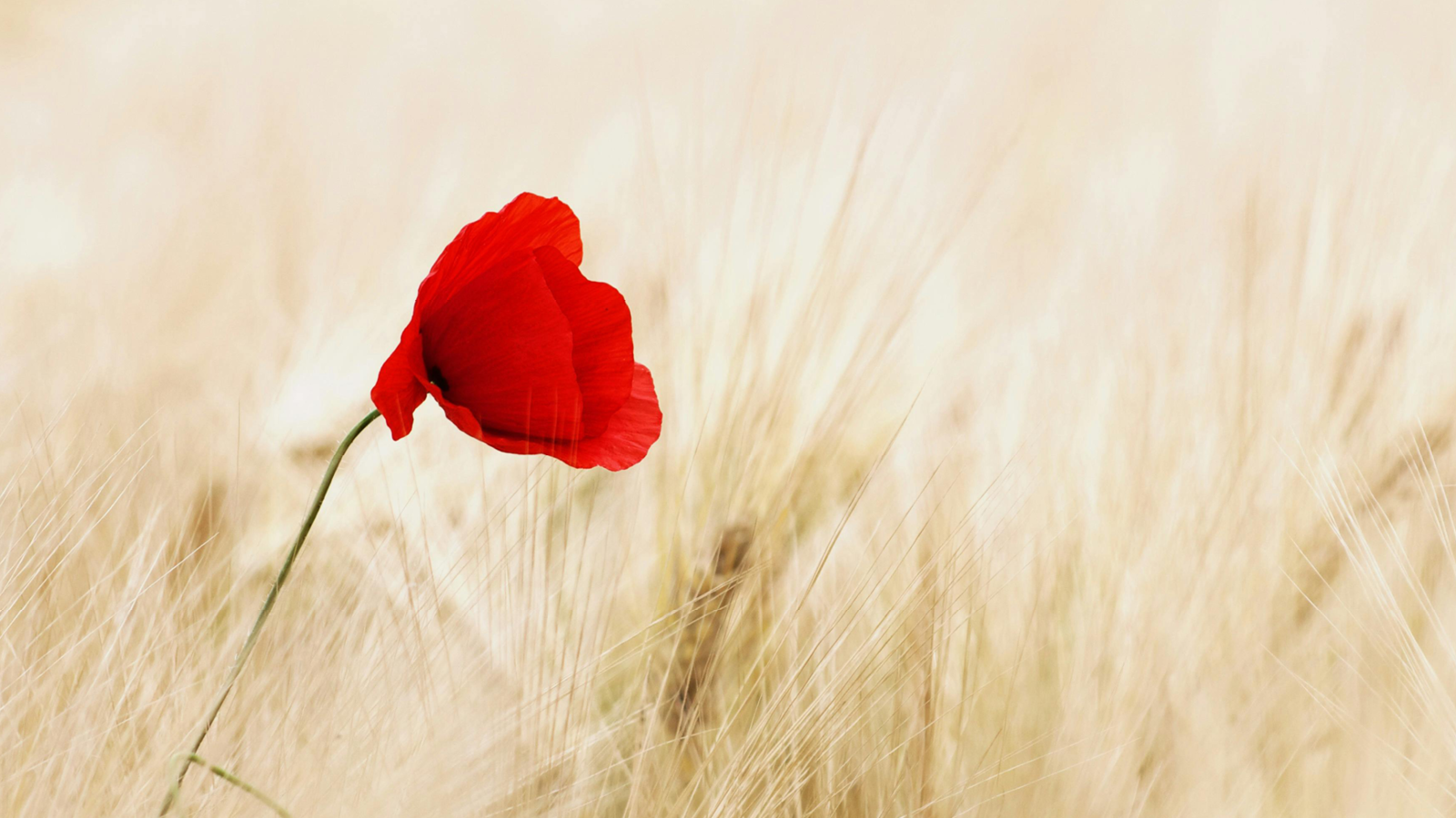 Un coquelicot dans un champ